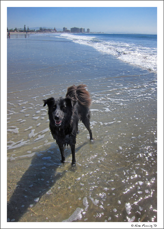 20120302 Coronado Dog Beach (19) (JPG)
