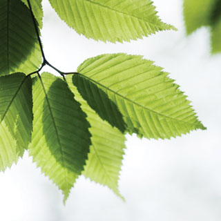 go_green_leaves_320