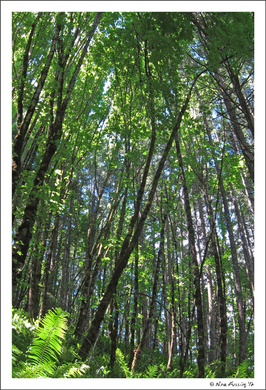 C-20120607 Spencer Butte Hike (3) (JPG)