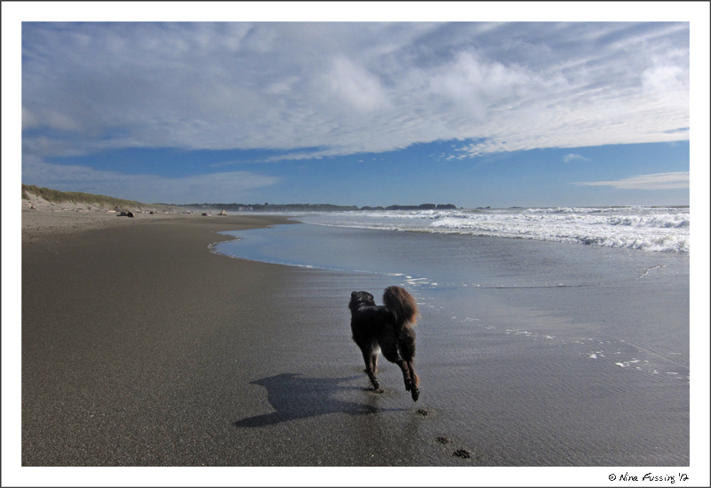 C-20120624 Bullards Beach (25) (JPG)