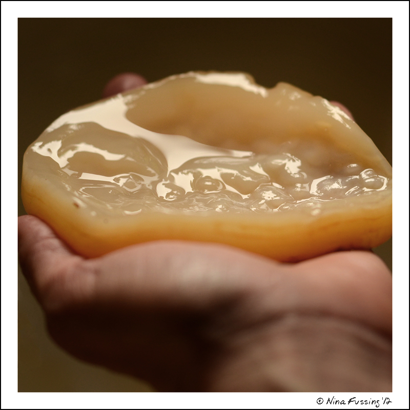 N-20120814 Kombucha (10) (JPG)