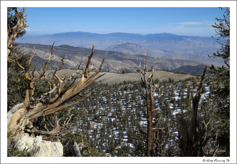 C-20121013 Ancient Bristlecone Forest (108) (JPG)