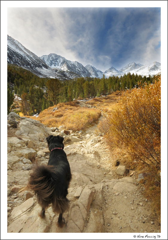 Fall in the Sierra's -> such a golden time!