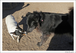 Polly & Bridget touch noses