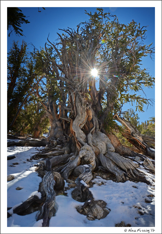 N-20121013 Ancient Bristlecone Forest (12) (JPG)