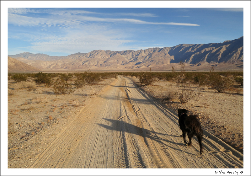 Walking Polly in our new back yard at Anza Borrego