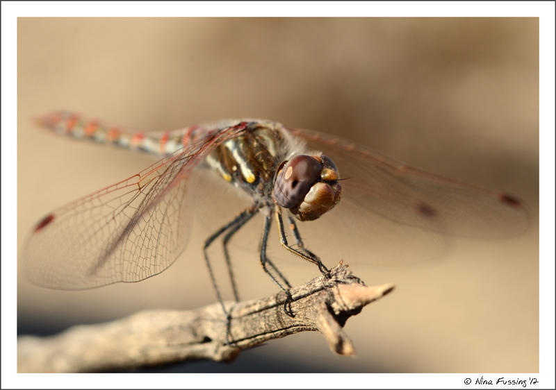 A dragonfly takes a break right outside our rig