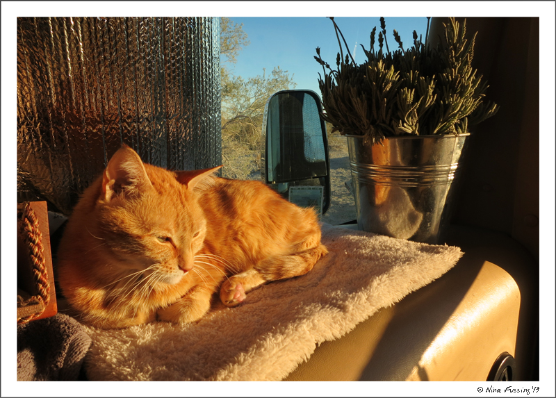 Taggart enjoys some afternoon warmth