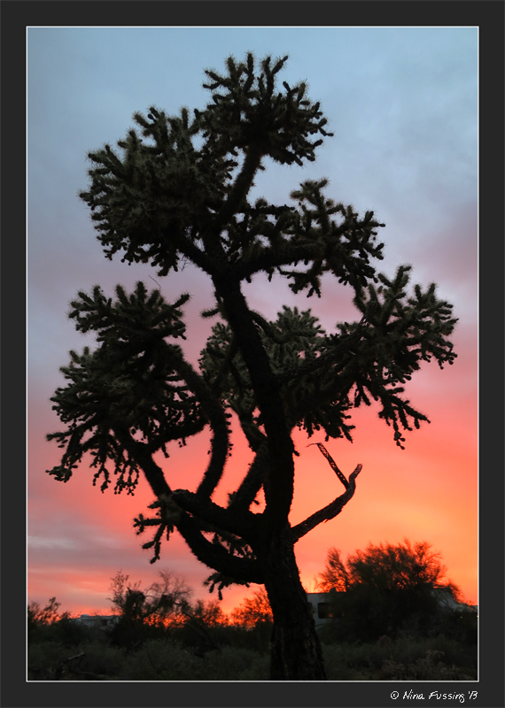 Pretty sunset by the Cholla tree