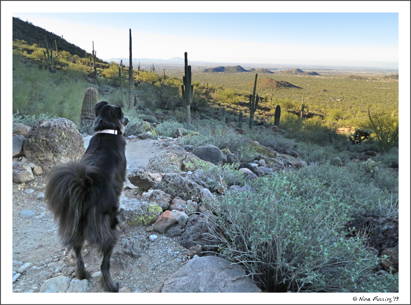 EARLY morning hike on Usery Mountain