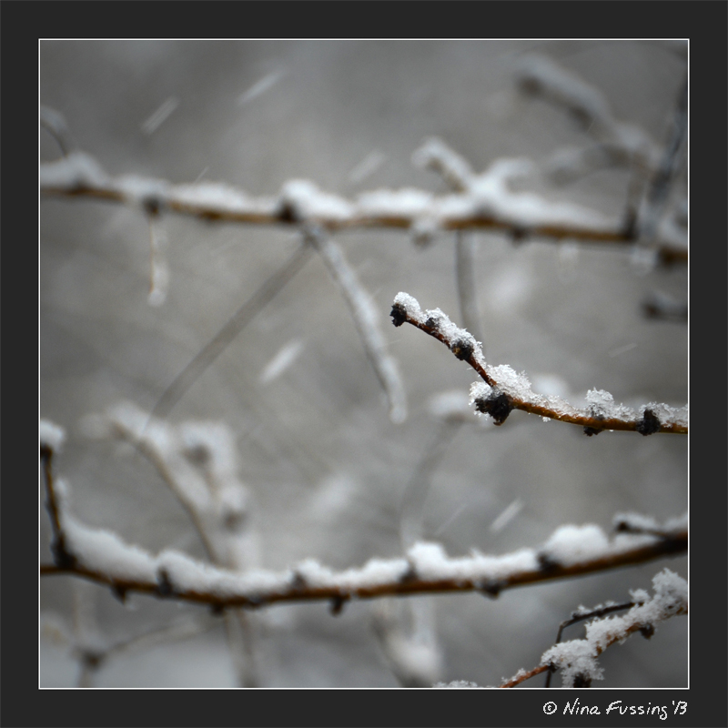 White flakes linger on the mesquite trees