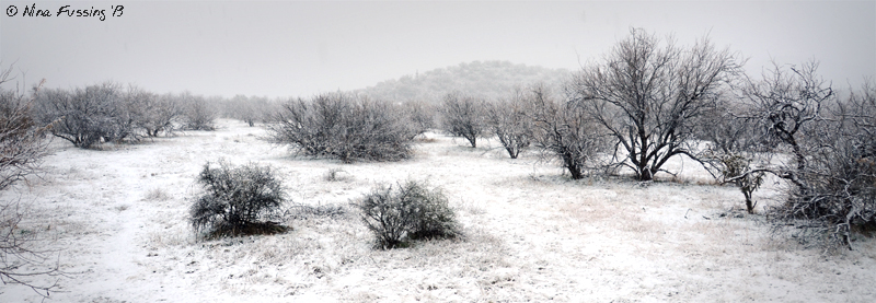 Surrounded by a winter wonderland...in the desert!