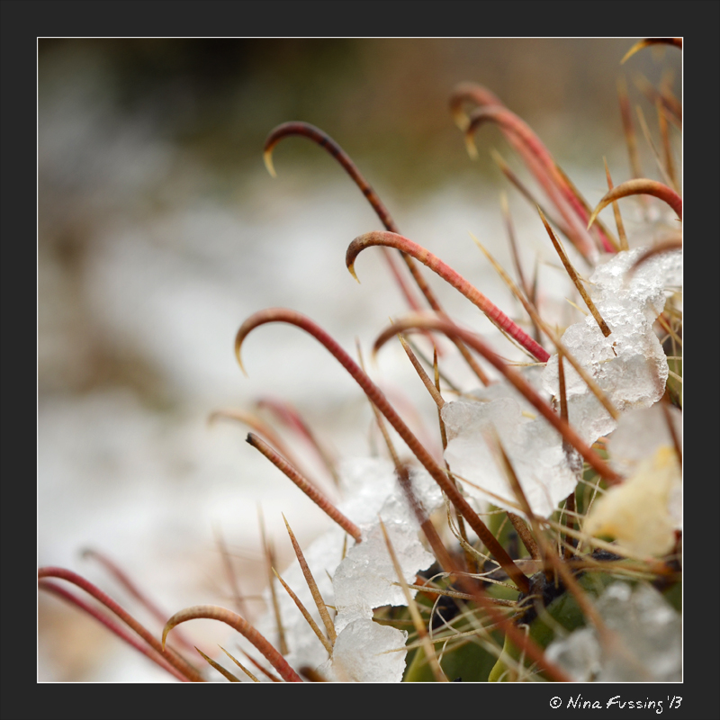 Snow on cactus