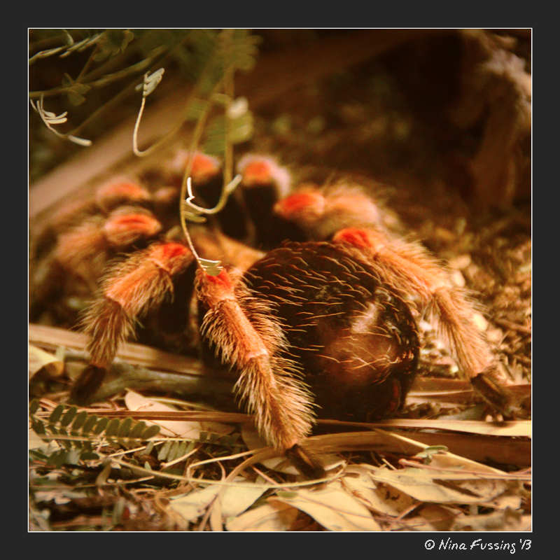 A Mexican Fireleg Tarantula...double eeeeek!