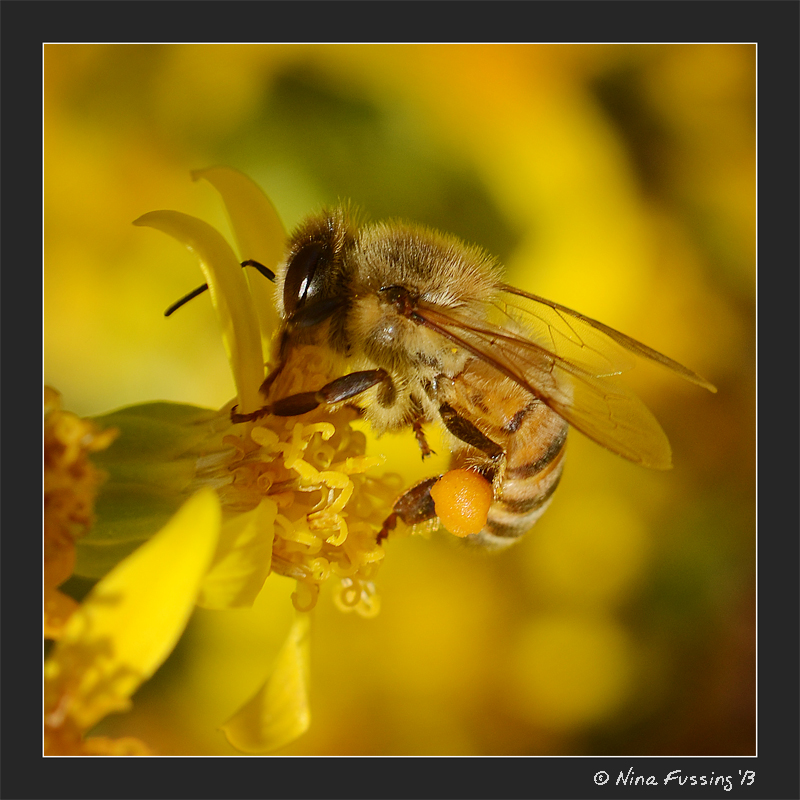 A desert bee loaded with pollen