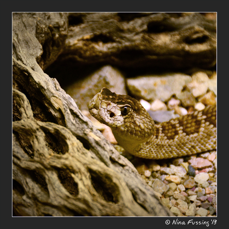 Mohave Rattlesnake...eeeeeek!