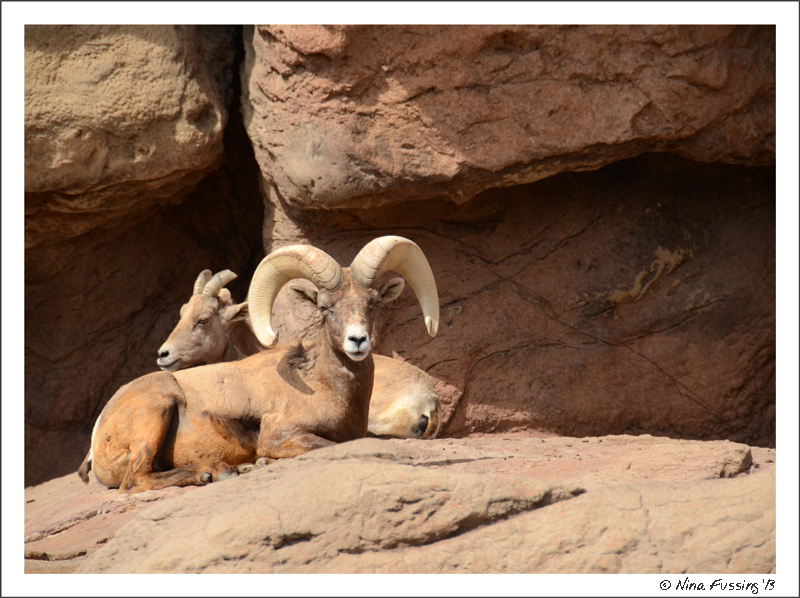 Big Horn Sheep at the Desert Museum