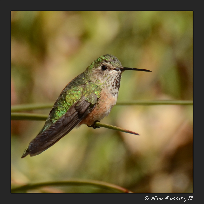 A hummingbird (don't ask me which kind)