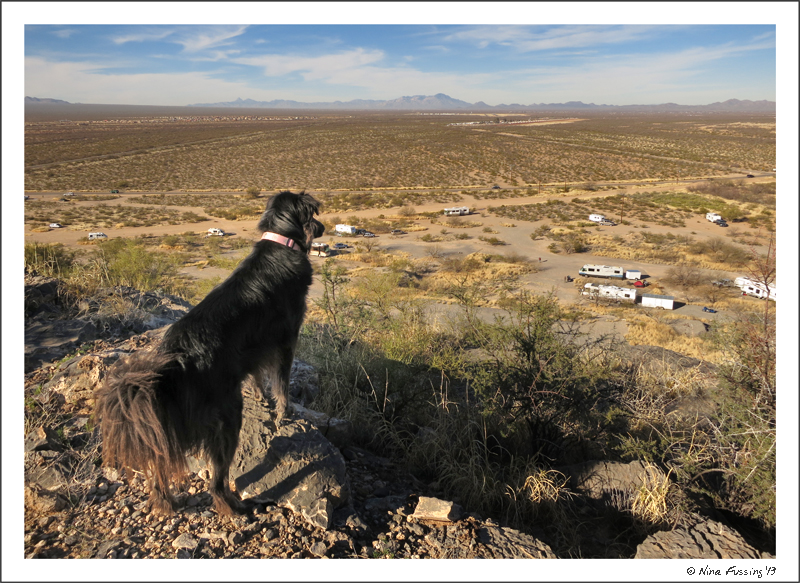 Polly absorbs the view from atop Snyder Hill