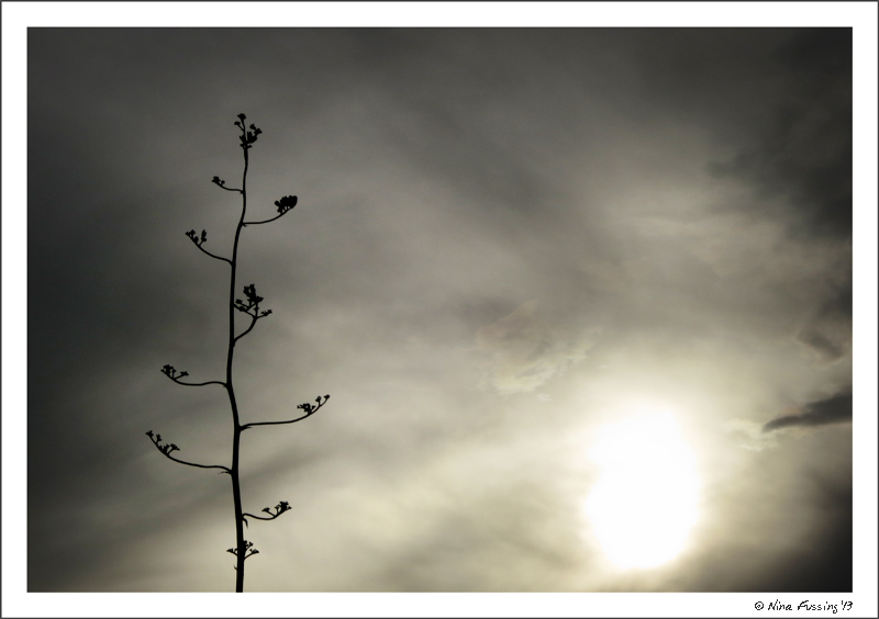 A rather grey sunset at the park