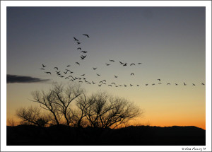 Sandhill Cranes coming to roost at sunset
