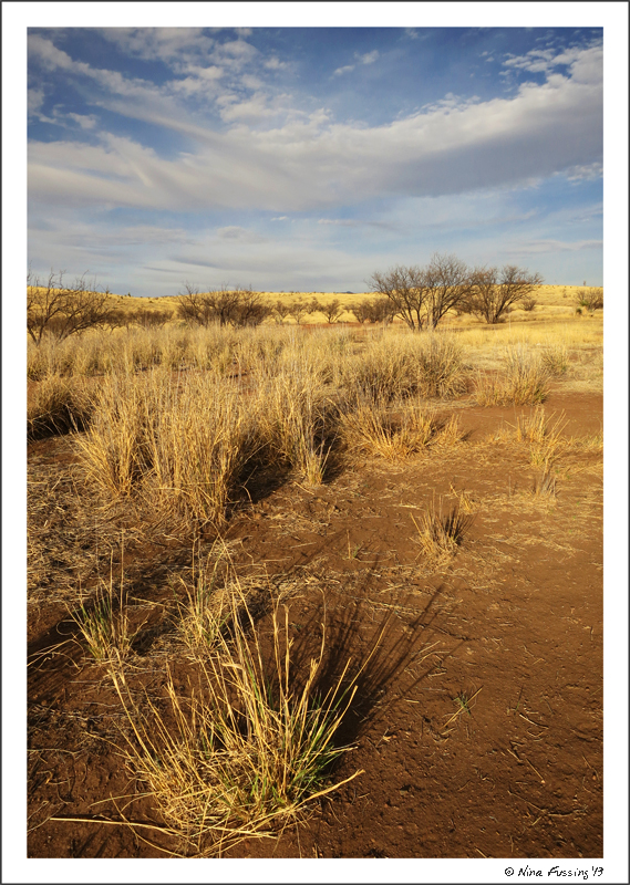 I just LOVE these grasslands