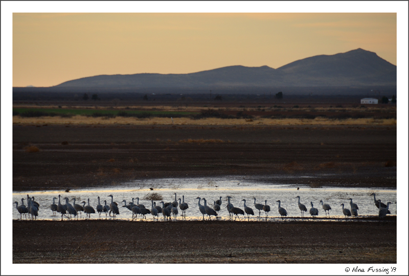 Hundreds of sandhill cranes near dusk