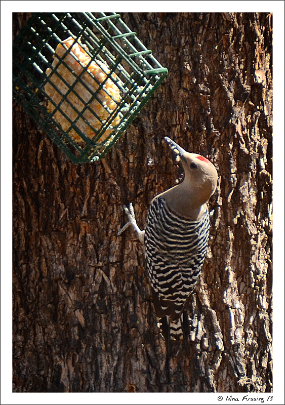 A Gila woodpecker