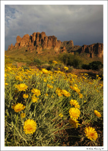 Blooms at Lost Dutchman State Park