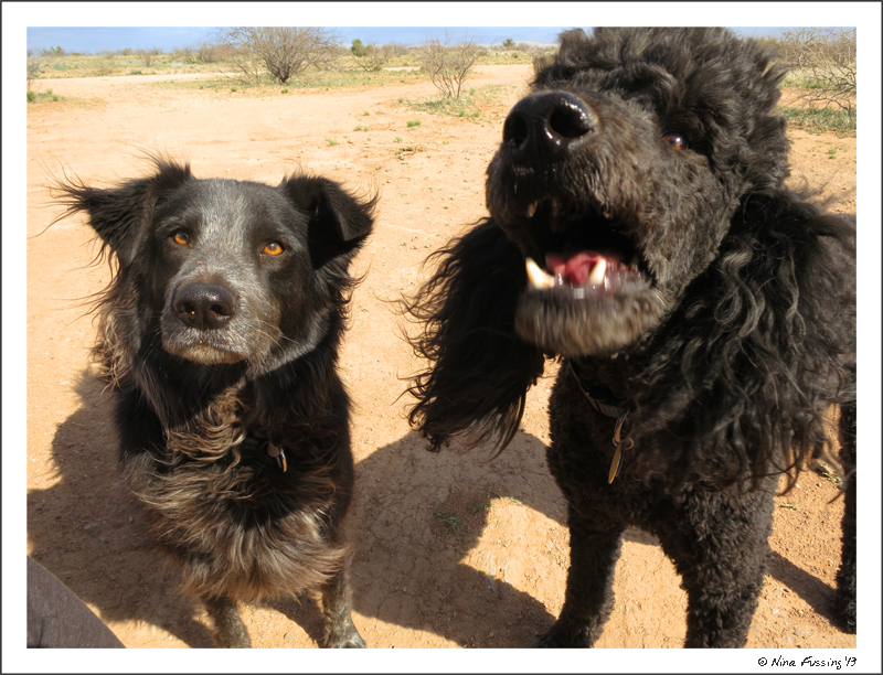 Two very ball-focused doggies...will you throw it already??!!