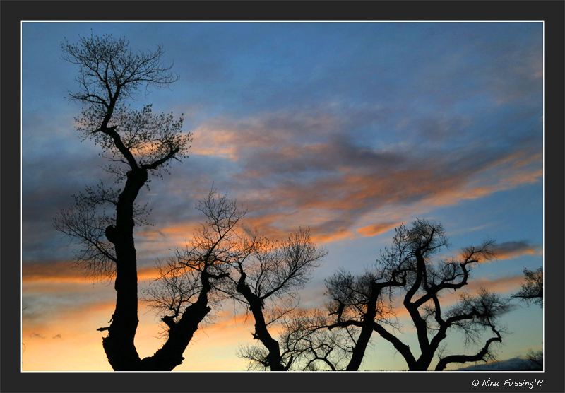 Weather makes for cool sunsets in the cottonwood trees