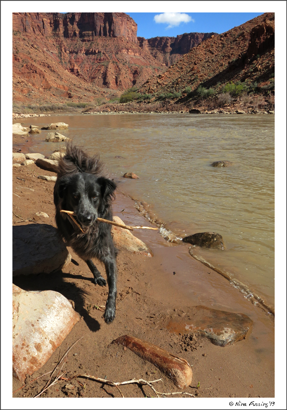 Polly plays by the Colorado at Big Bend BLM