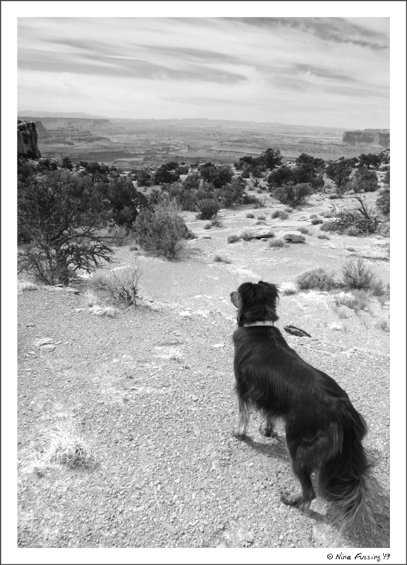 Polly on the trail