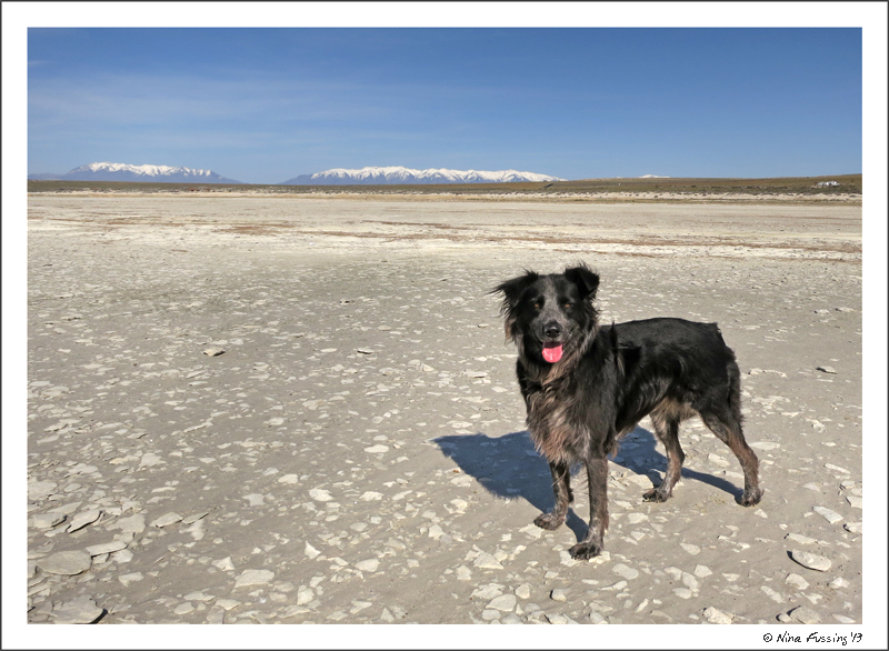 Polly poses in the big salty flats