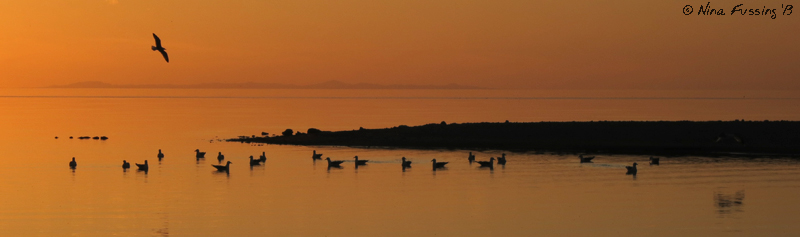 Birds flutter in the setting sun