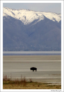 A lone bison on the beach at Antelope Island
