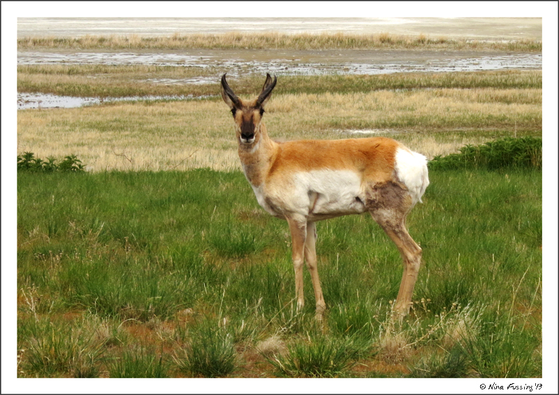 A pronghorn takes a look