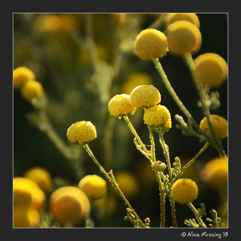Studies in yellow