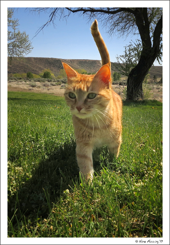A very happy kitty