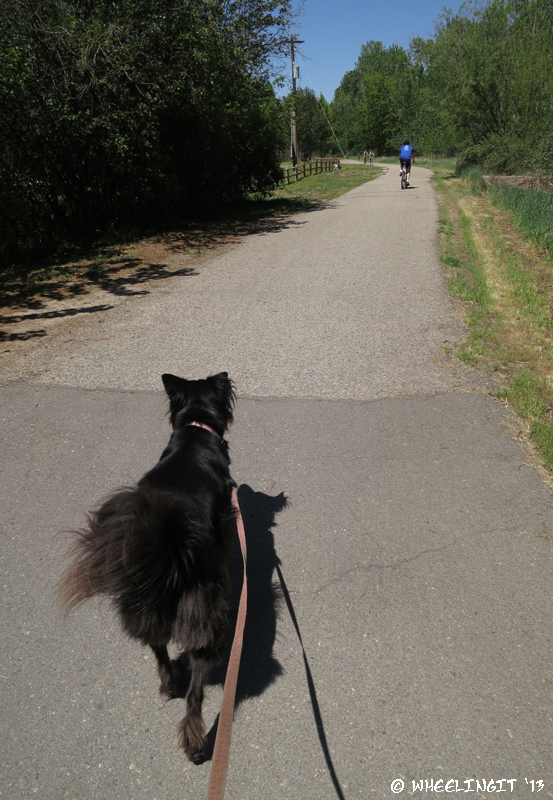 Walking Polly on the greenbelt right next to the RV park