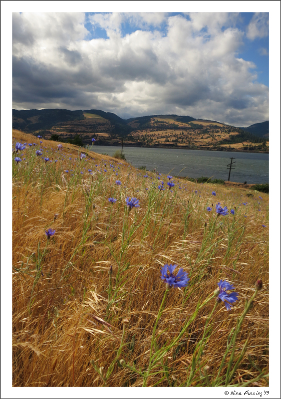 Wildflowers at Memaloose State Park