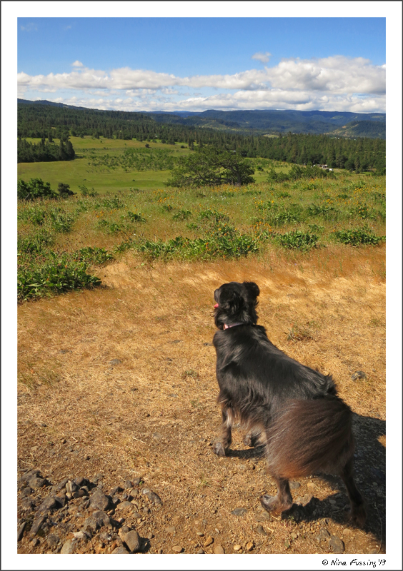 Polly takes in the scene at Memaloose Hills