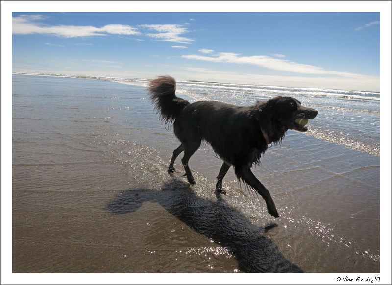Polly plays at Cape Disappointment