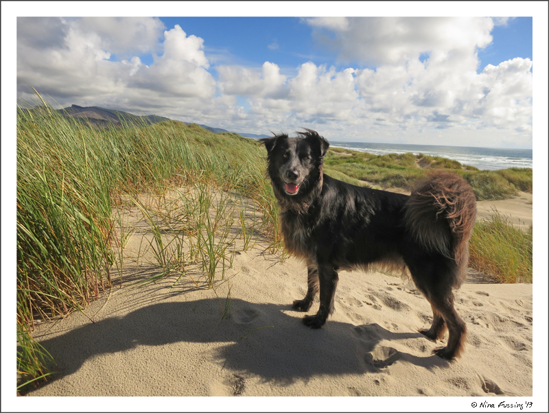 On the dunes at Nehalem Bay