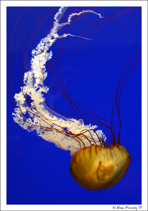 I loooove photographing jellyfish!