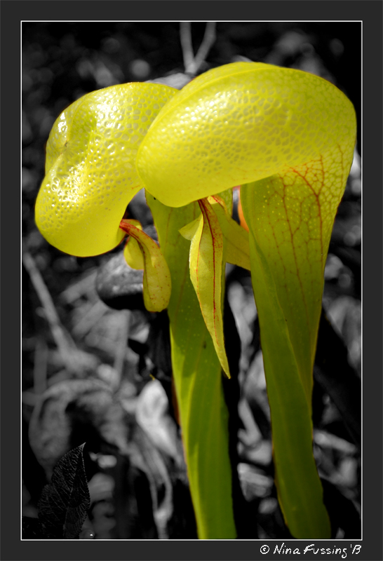 The meat-eating Darlingtonia Californica