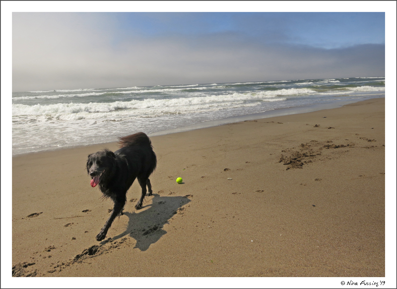 Polly playing at Bullards Beach State Park