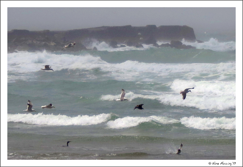 A lively day at the North Jetty