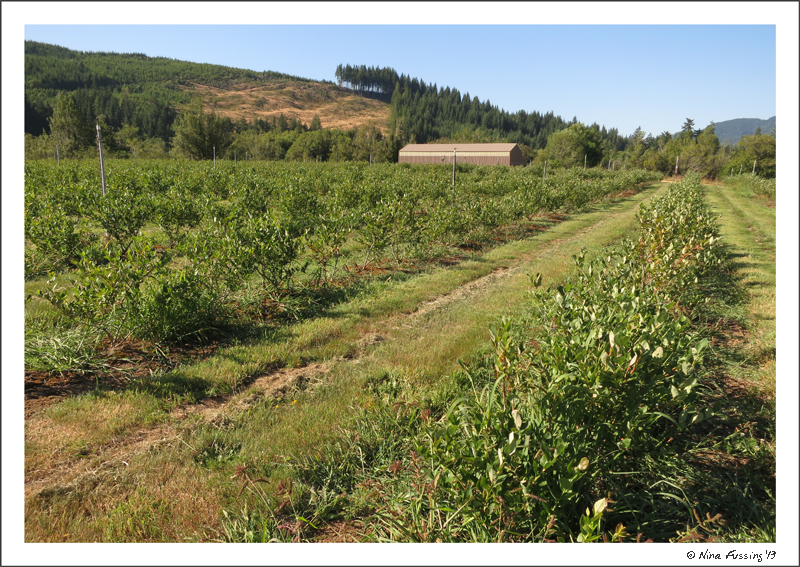 Young blueberry bushes at Tall T Blueberry Farm
