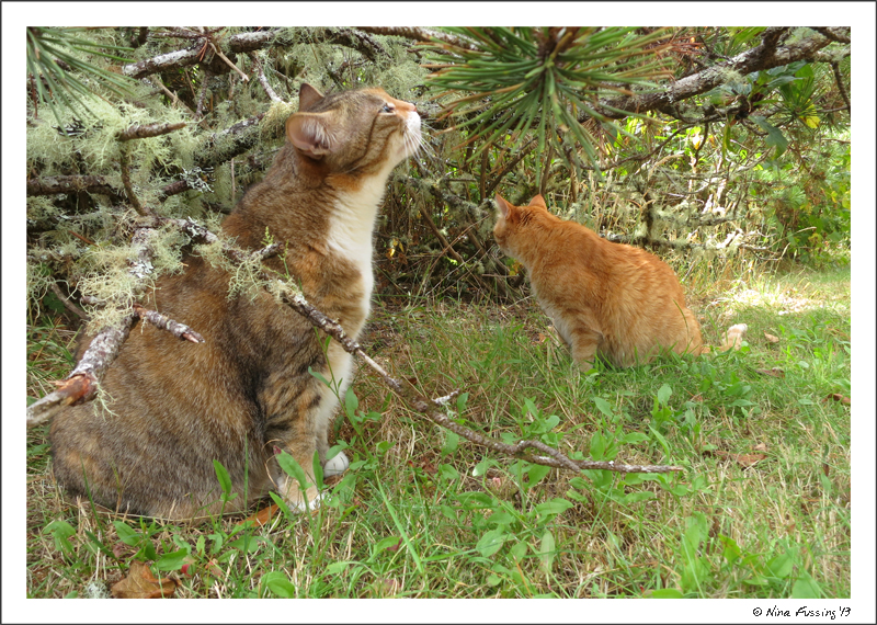 And just for good measure...a pic of the cats under their favorite tree